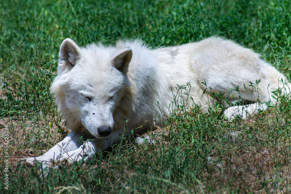 Obraz premium Polarwolf