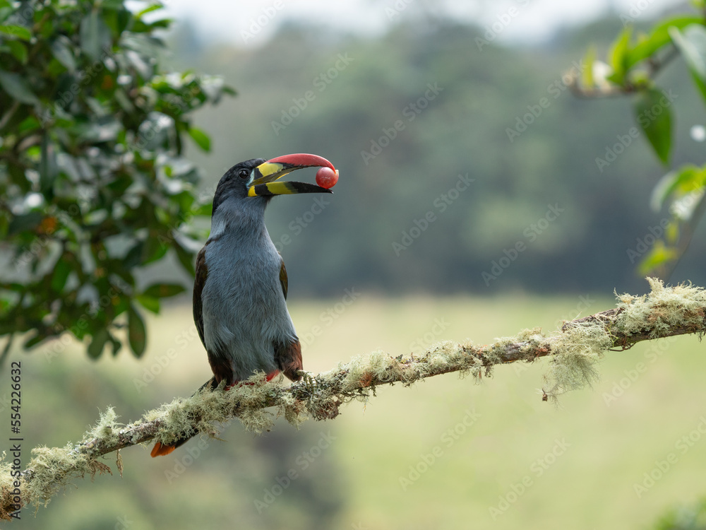 Obraz premium beautiful colored plate-billed mountain toucan (Andigena laminirostris) sitting n the branch very near in the cloud forest