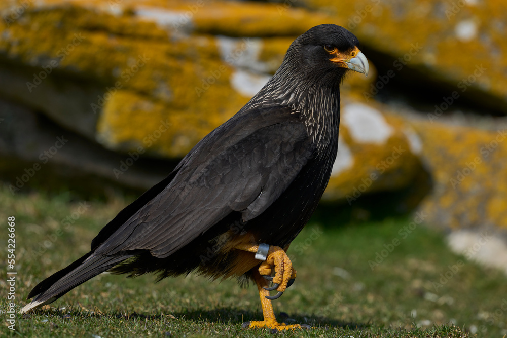 Striated Caracara (Phalcoboenus australis) on Saunders Island in the Falkland Islands. Striated Caracara (Phalcoboenus australis) on Saunders Island in the Falkland Islands.