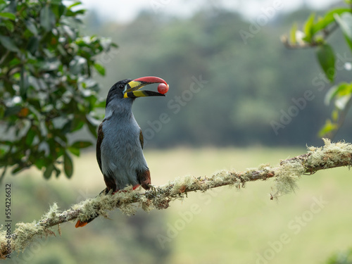 beautiful colored plate-billed mountain toucan (Andigena laminirostris) sitting n the branch very near in the cloud forest photo