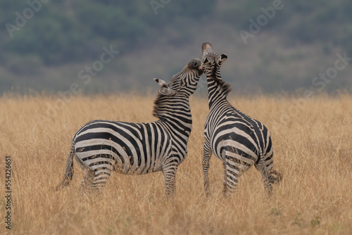 african plains zebra on the dry brown savannah grasslands browsing and grazing. focus is on the zebra with the background blurred  the animal is vigilant while it feeds