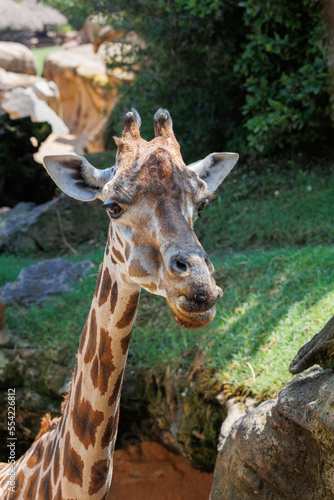 Giraffe's Face Seen up Close, in its Natural Environment © GioRez