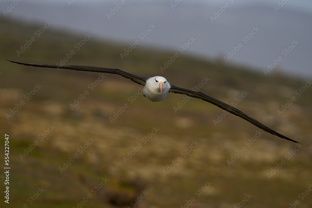 Black-browed Albatross (Thalassarche melanophrys) in flight along the cliffs of Saunders Island in the Falkland Islands. Black-browed Albatross (Thalassarche melanophrys) in flight along the cliffs of Saunders Island in the Falkland Islands.