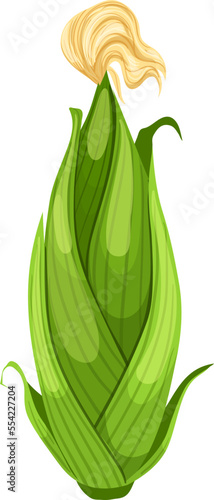 corn ear green cartoon. maize food, grain yellow, cob agriculture, popcorn vegetable, healthy organic, raw sweet, leaf corn ear green vector illustration