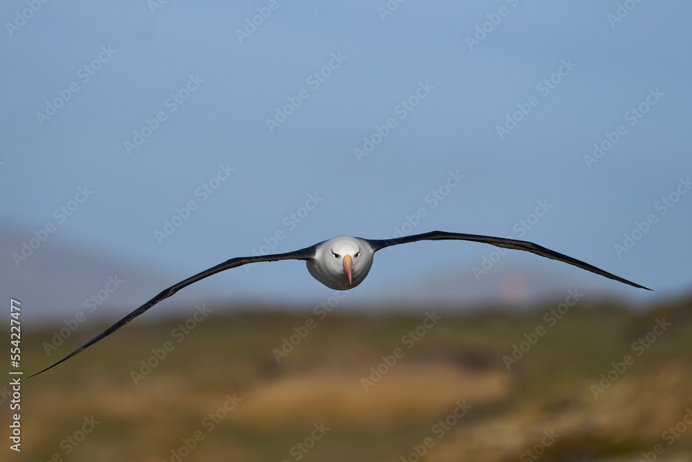 Black-browed Albatross (Thalassarche melanophrys) in flight along the cliffs of Saunders Island in the Falkland Islands. Black-browed Albatross (Thalassarche melanophrys) in flight along the cliffs of Saunders Island in the Falkland Islands.