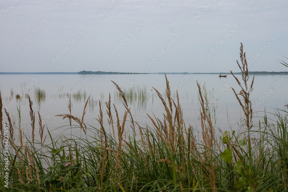 Gray morning on a picturesque lake. Clear, calm water and reeds in shallow water