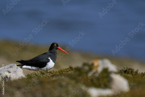 Magellanic Oystercatcher (Haematopus leucopodus) on the coast of Carcass Island in the Falkland Islands.