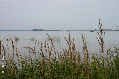 Gray morning on a picturesque lake. Clear  calm water and reeds in shallow water