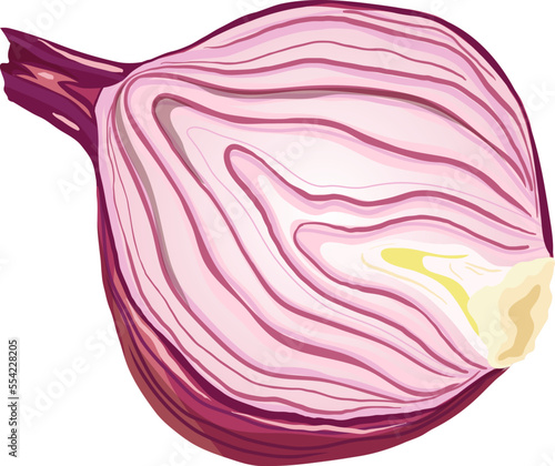 onion red cartoon. purple food, fresh slice, half organic, vegetable cut, harvest cooking, sweet raw onion red vector illustration