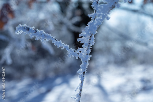Close up of ice and snow at the side of a grass plant in winter as a symbol for cold temperatures  © Markus