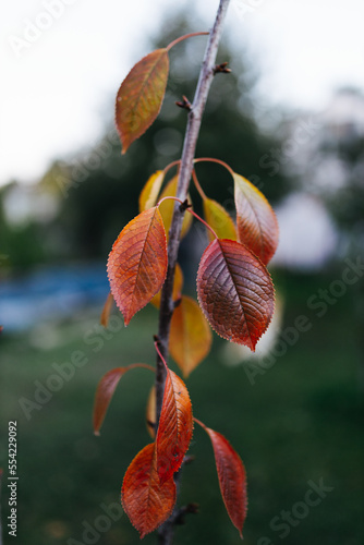 multicolored leaves