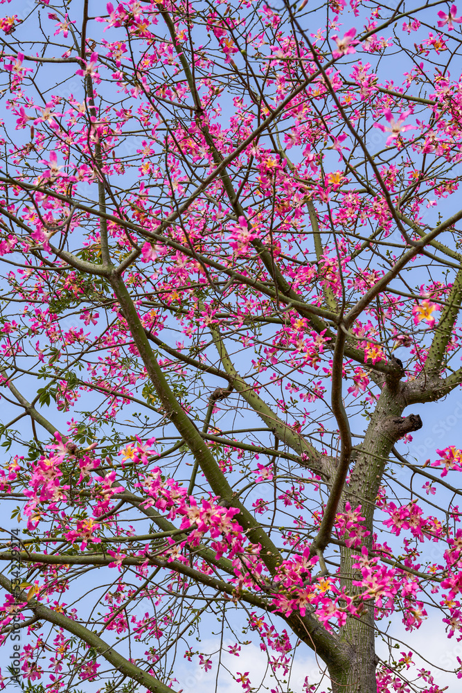 A lush and beautiful kapok tree without leaves and full of flowers A lush and beautiful kapok tree without leaves and full of flowers