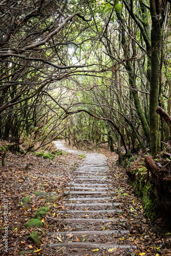 Fanal Forest and Lavada walks in Madeira  Portugal