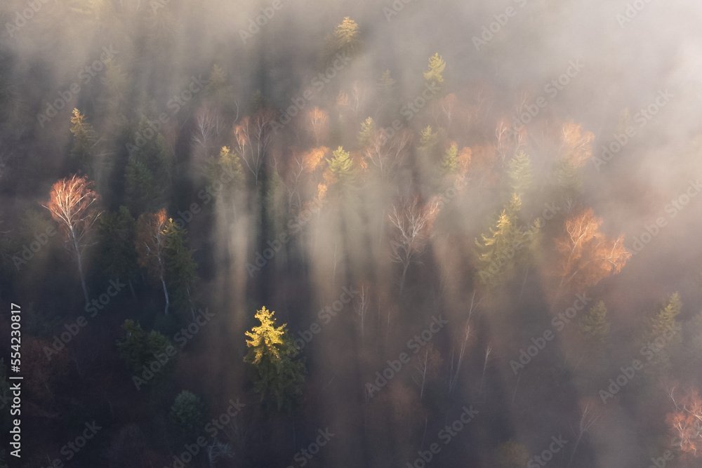 Aerial shot of foggy forest at sunrise. Flying over misty  pine trees in autumn