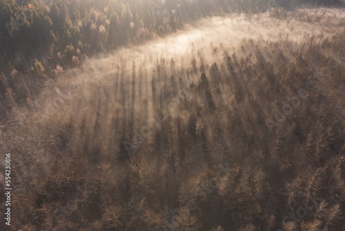 Aerial shot of foggy forest at sunrise. Flying over misty  pine trees in autumn © alexionutcoman