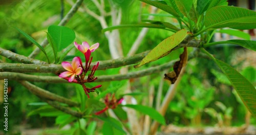 Beautiful pink frangipani plumeria floewers blossom swaying in the wind. Garden forest nature in Bali island. Close-up cinematic handheld footage. Blurred bokeh background. photo