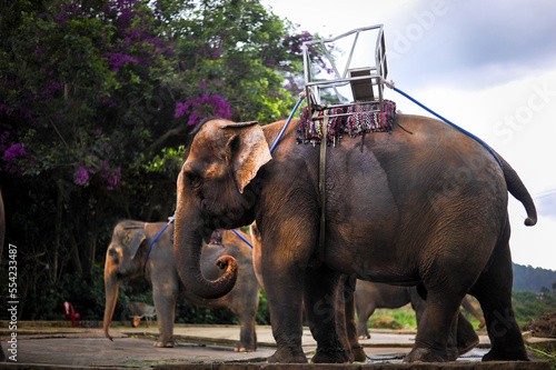 Photography working agricultural elephant with back passenger structure