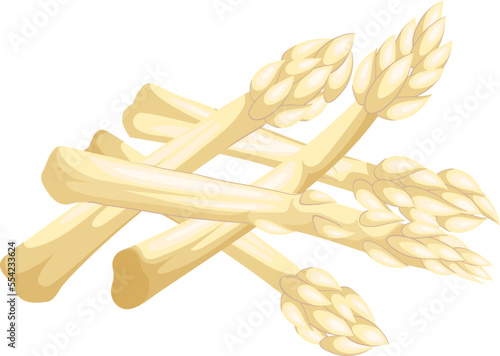 asparagus white cartoon. food vegetable, fresh raw, bunch vegetarian, organic healthy, meal asparagus white vector illustration