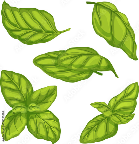 basil leaf green herb set cartoon. fresh spice, leaves food, plant vegetable, herbal view, salad, italian organic, seasoning basil leaf green herb vector illustration