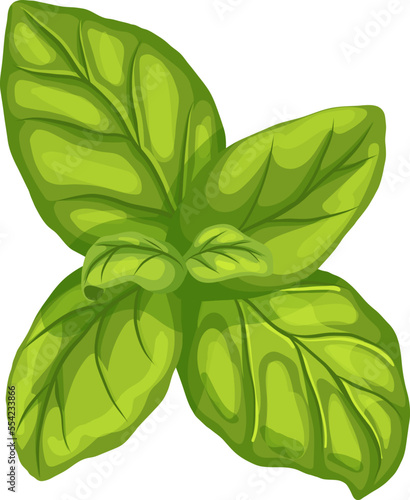basil leaf cartoon. green herb, fresh view, leaves spice, top food plant, italian salad, herbal basil leaf vector illustration