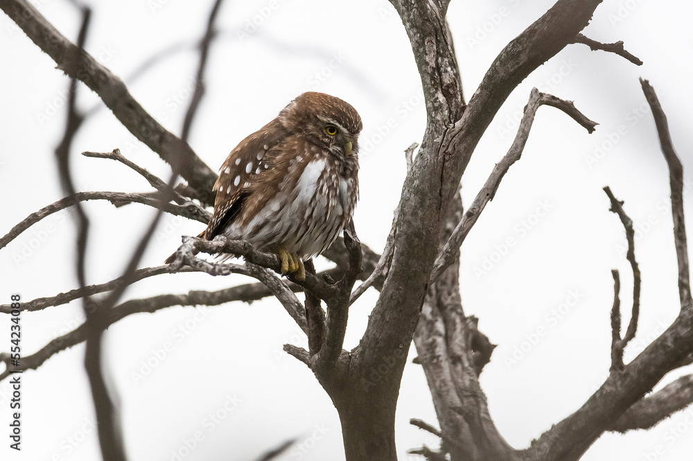 Ferruginous Pygmy owl, Glaucidium brasilianum, Calden forest, La Pampa Province, Patagonia, Argentina. Ferruginous Pygmy owl, Glaucidium brasilianum, Calden forest, La Pampa Province, Patagonia, Argentina.