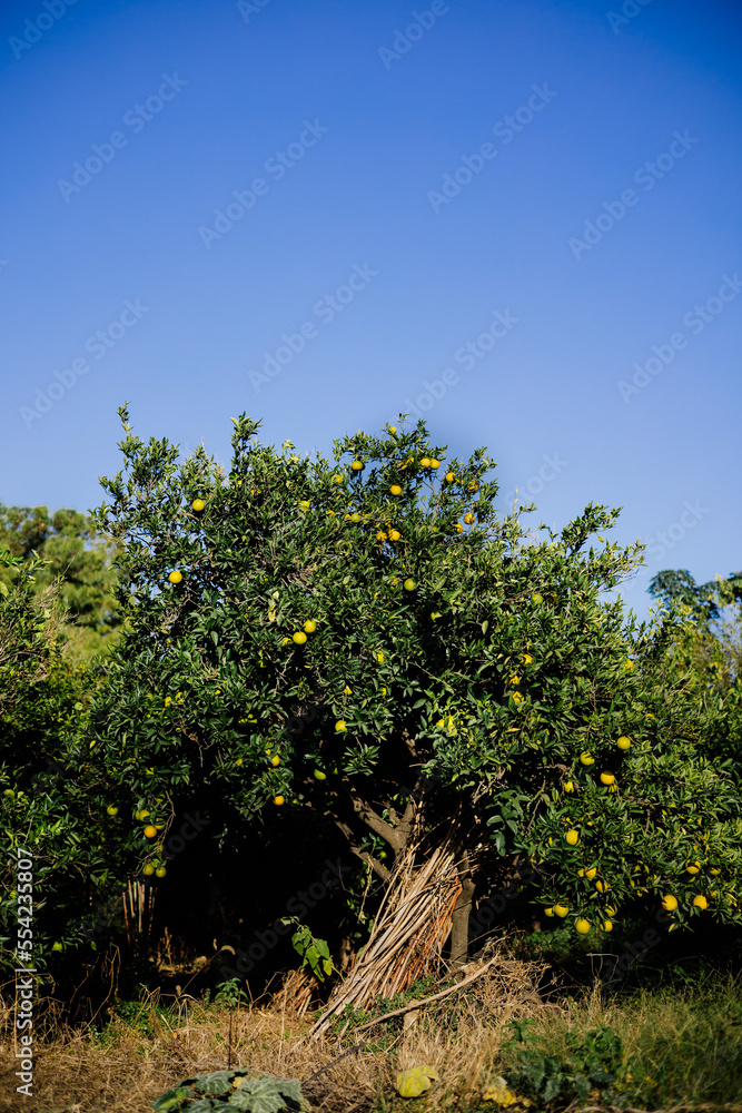 Lemon tree and blue sky, beautiful natural background