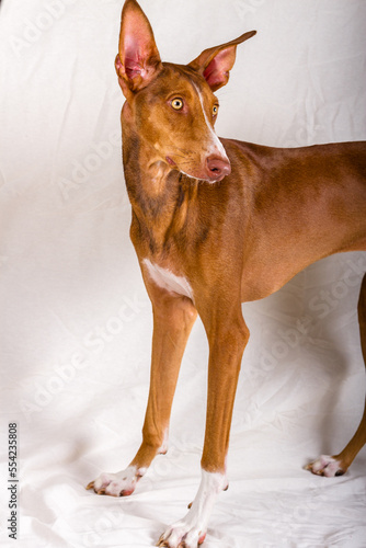 Vertical studio portrait, medium shot, of a female podenco canario puppy. Reddish brown color, with white line on face and yellow eyes. The bitch is standing, turning her head to the right, with ears