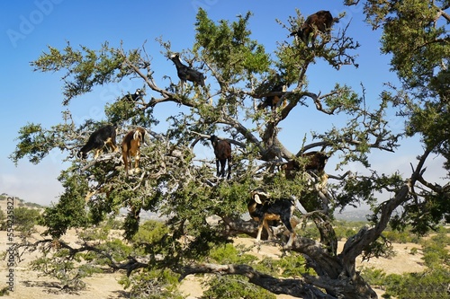Moroccan sheep on argan trees