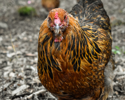 Americana Chicken in a Backyard Flock