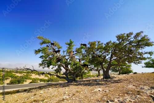 Moroccan sheep on argan trees