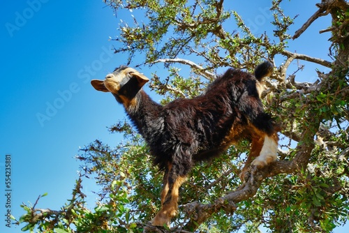 Moroccan sheep on argan trees