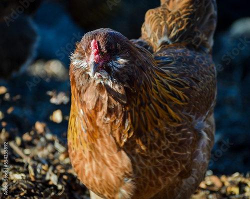 Easter Egger Chicken