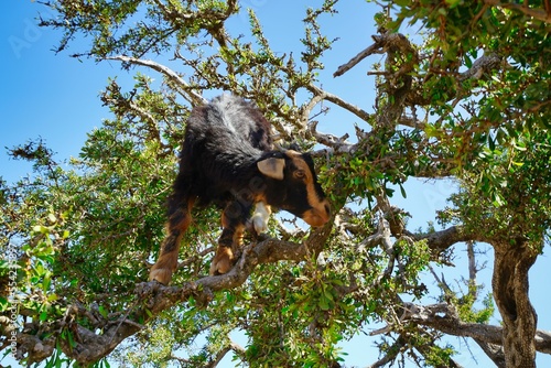 Moroccan sheep on argan trees