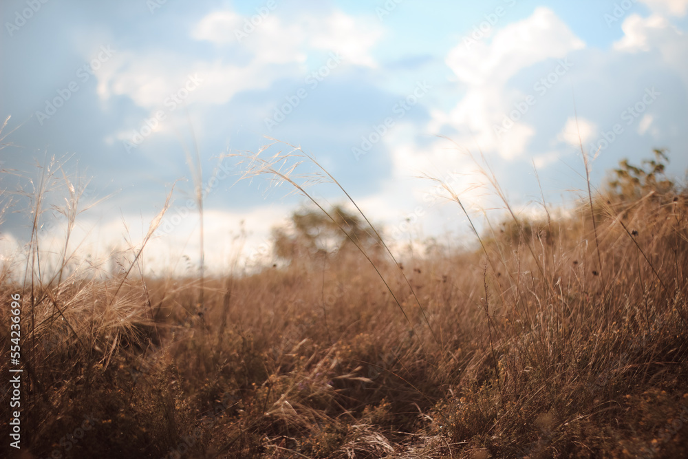 Fototapeta premium morning in the field
