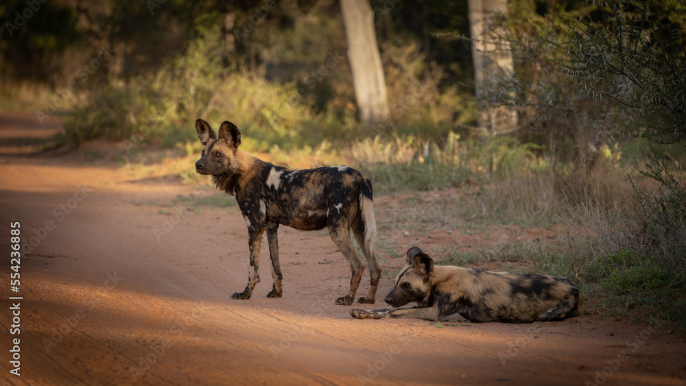 a pack of wild dogs in the wild