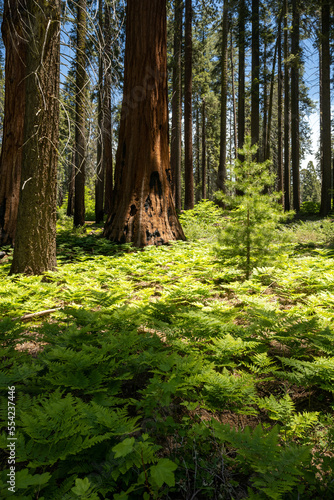 Ferns Cover the Ground Below a Sequoia Grove