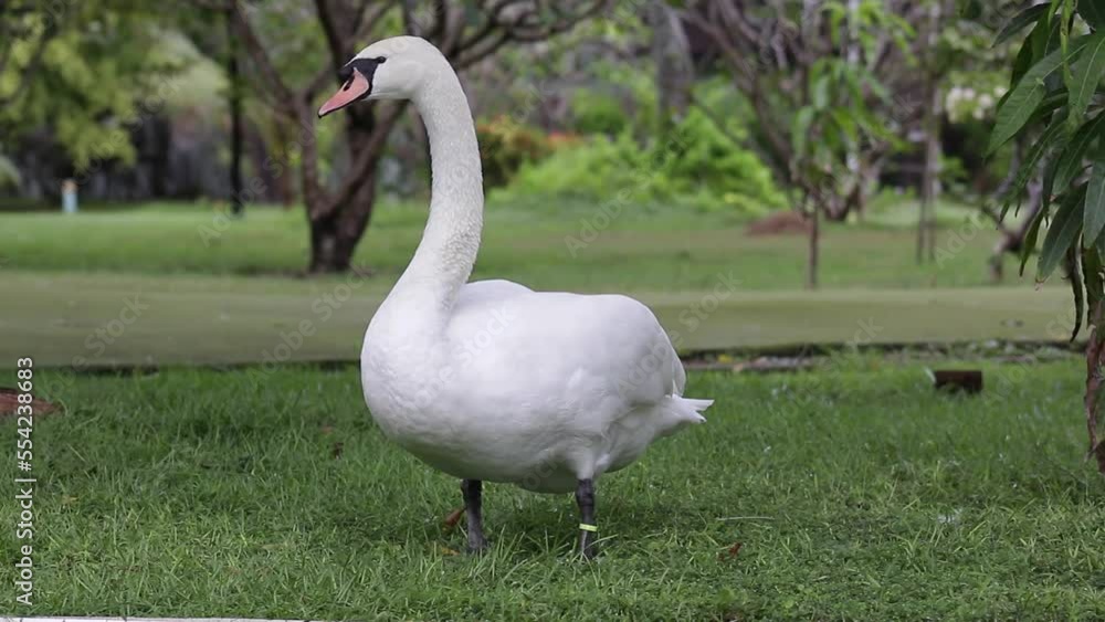 A white swan in a clearing. Wild birds in the wild. A white swan in a clearing. Wild birds in the wild.
