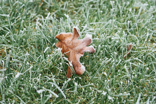 A frozen, brown oak tree leaf laying on a bed of frosty green grass.