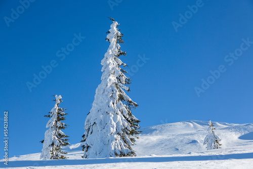 Beautiful winter mountain landscape. Tall dark green spruce trees covered with snow on mountain peaks