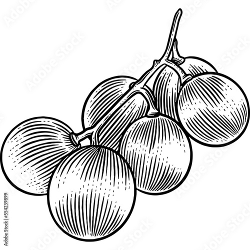 Obraz na plátně Hand drawn Grapes Sketch Illustration