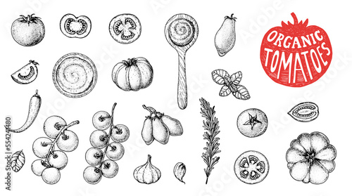 Tomatoes sketch hand drawn illustration. Organic tomato design template. Vector illustration. Healthy food. Ketchup package design elements. Tomato vegetable.
