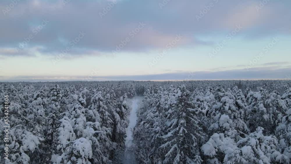 drone forest winter landscape with snow covered trees