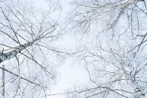 tree branches on a sunny winter day, covered with a thick layer of snow