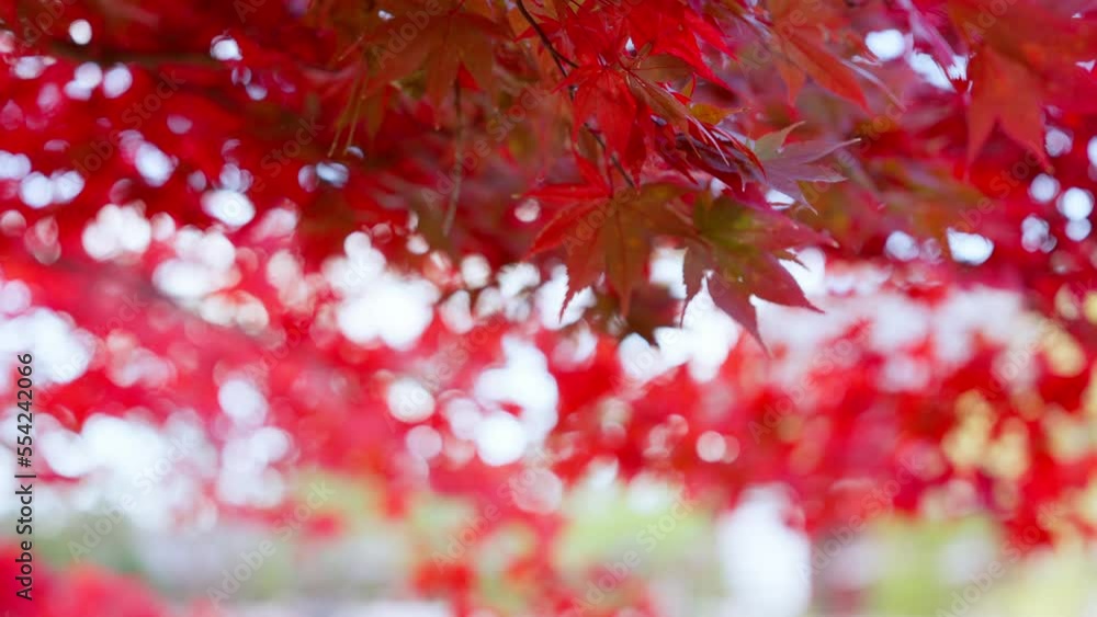 Super slow motion of red maple leaves shaking in bright bokeh background during autumn in japan Super slow motion of red maple leaves shaking in bright bokeh background during autumn in japan
