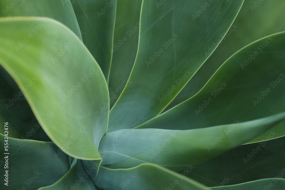 Φωτογραφία Abstract close-up image of the leaves of the agave plant