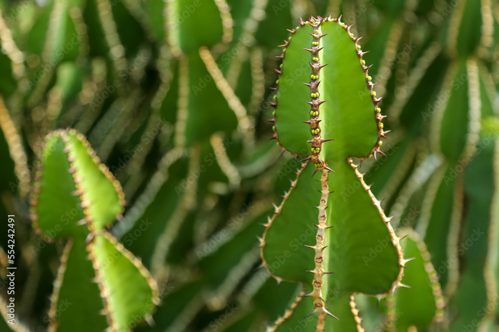 Background in the form of green cacti. A colony of cacti close-up. Background in the form of green cacti. A colony of cacti close-up.