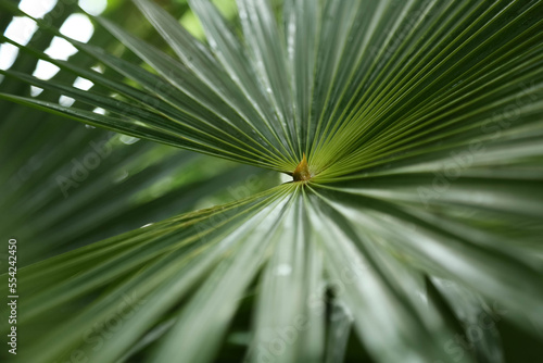 An abstract background of green palm leaf in a blurry focus.