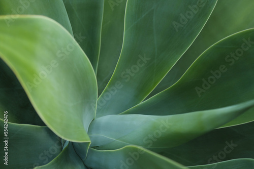 Abstract close-up image of the leaves of the agave plant. The background of green agave leaves.