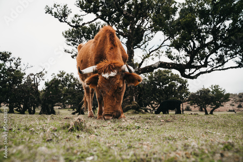a brown cow standing on top of a lush green field at fanal on madeira