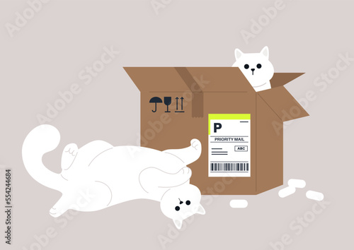 Funny cats lying and sitting in a parcel cardboard box, delivery service